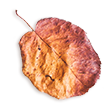 https://casadereguengos.com/wp-content/uploads/2020/11/small_leaf_02.png