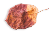 https://casadereguengos.com/wp-content/uploads/2020/11/small_leaf_03.png